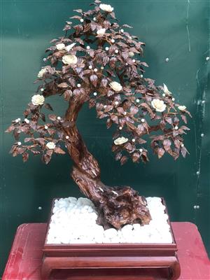 Cây Bon Sai Gỗ Sưa Bắc, Cây Gỗ Sưa Đục Tay Quý Hiếm, Cây Bon Sai Thế Long Giáng