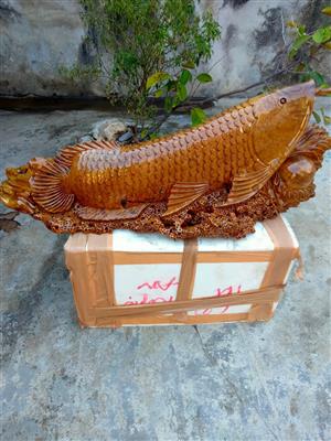 Tượng Cá Kim Long Tài Lộc Gỗ Nu Kháo, Cá Kim Long Phong Thủy Gỗ Nu Kháo Liền Khối