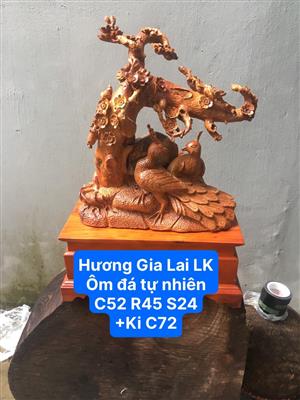 Phu Thê Viên Mãn Dưới Gốc Mai Cổ Thụ Gỗ Hương Gia Lai Liền Khối Và Ôm Đá Tự Nhiên